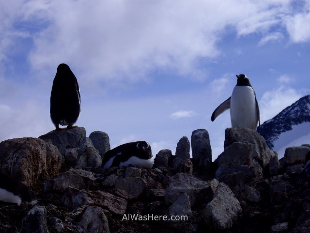 Antartida Port Lockroy Antarctica pingüinos gentoo penguins (3)