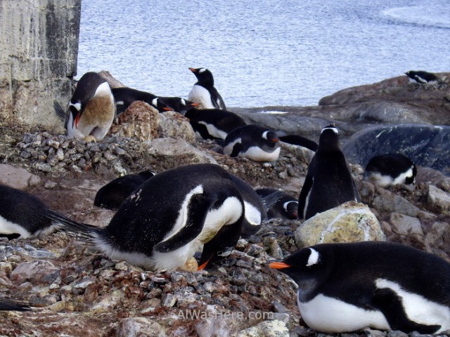 Antartida Port Lockroy Antarctica pingüinos gentoo penguins